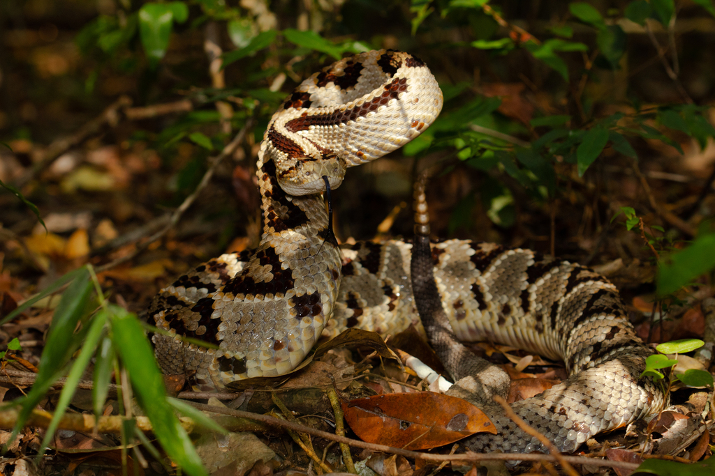 Yucatán Neotropical Rattlesnake in April 2022 by Pedro E. Nahuat ...