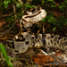 Yucatán Neotropical Rattlesnake - Photo (c) Pedro E. Nahuat-Cervera, some rights reserved (CC BY-NC), uploaded by Pedro E. Nahuat-Cervera