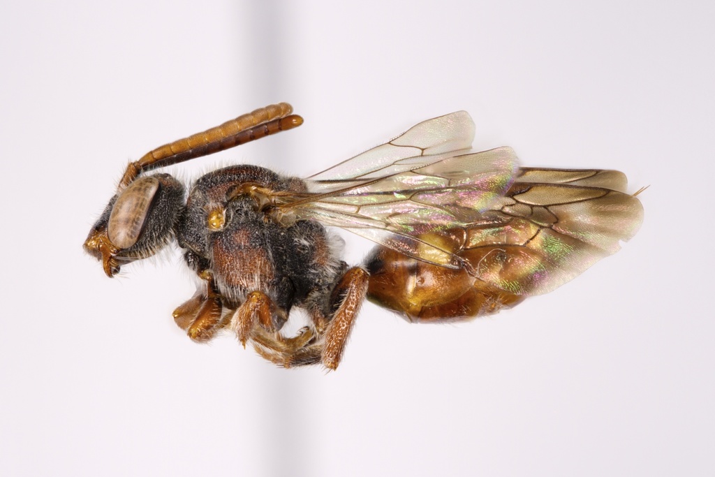 Pygmy Cuckoo Nomad Bee