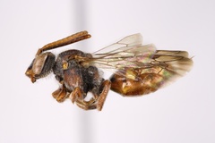 Nomada pygmaea