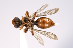 Nomada pygmaea
