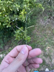 Eriochloa punctata