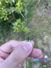 Eriochloa punctata