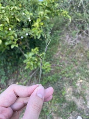 Eriochloa punctata