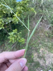 Eriochloa punctata