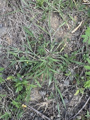 Eriochloa punctata