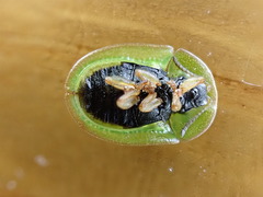Cassida denticollis