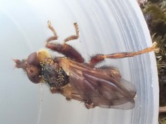 Myopa testacea