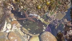 Ophiothrix spiculata image