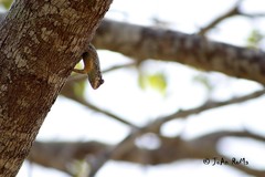 Sceloporus melanorhinus