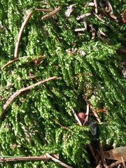Plagiothecium curvifolium