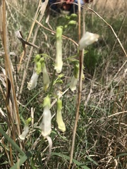 Penstemon oklahomensis