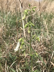 Penstemon oklahomensis