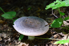 Russula parazurea