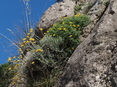 Helichrysum pendulum fontanesii