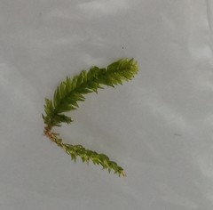 Plagiothecium curvifolium