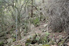 Olea capensis macrocarpa