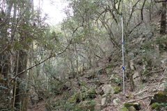 Olea capensis macrocarpa