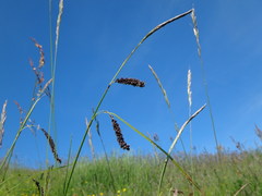 Carex flacca