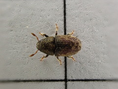 Hylesinus varius