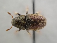 Hylesinus varius