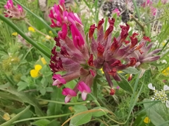 Anthyllis vulneraria rubriflora