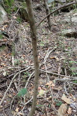 Olea capensis macrocarpa
