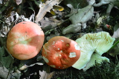 Russula rubra