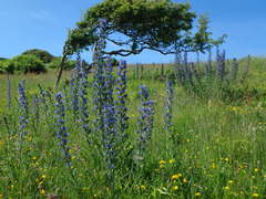 Echium vulgare