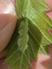 Macrodiplosis niveipila