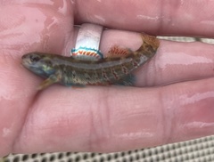 Etheostoma lepidum