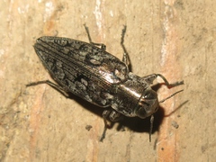 Chrysobothris costifrons