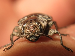 Chrysobothris costifrons