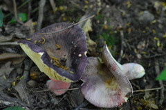 Russula amoenicolor