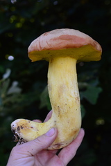 Hemileccinum depilatum