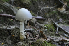 Amanita argentea