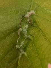 Macrodiplosis niveipila