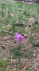 Olsynium douglasii