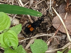 Calopompilus maculipennis