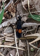 Calopompilus maculipennis