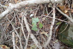 Senecio macroglossus
