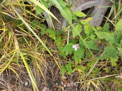 Lantana rugosa