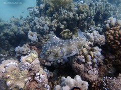 Cyclichthys spilostylus