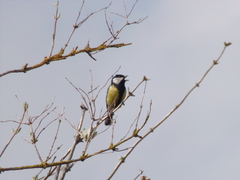 Parus major