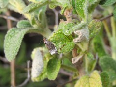 Endothenia sororiana