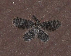 Nallachius americanus