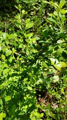 Berberis thunbergii