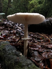 Macrolepiota bonaerensis