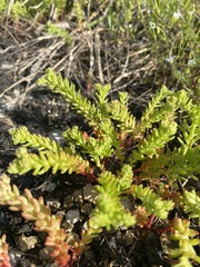 Sedum pulchellum