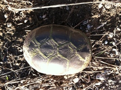 Kinosternon flavescens